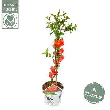 Chaenomeles speciosa 'Orange Storm'