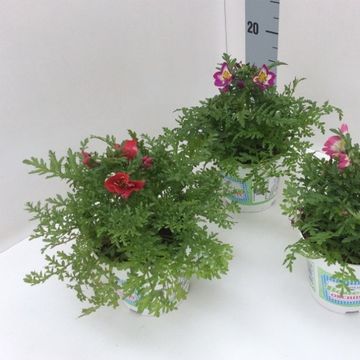 Schizanthus MIX