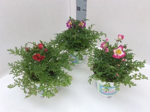 Schizanthus MIX