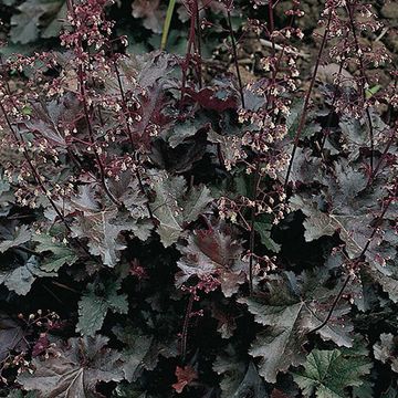 Heuchera 'Chocolate Ruffles'
