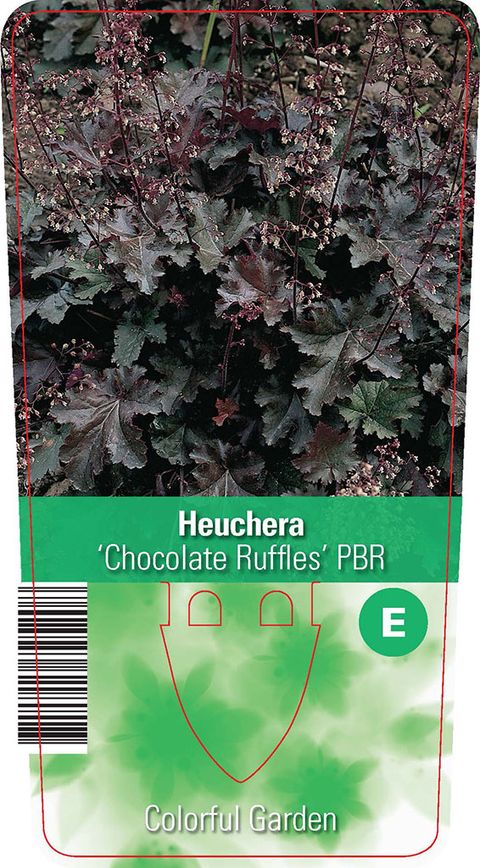 Heuchera 'Chocolate Ruffles'