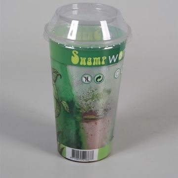 Carnivorous plants MIX