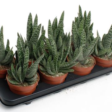 Gasteria carinata 'Big Ben'