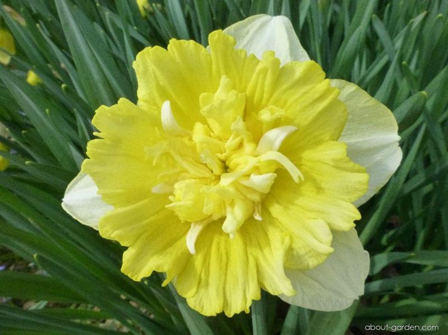 Narcissus 'Full House' — Hurtownia roślin FlorAccess