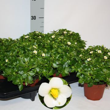 Exacum affine 'White Star'