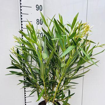 Nerium oleander
