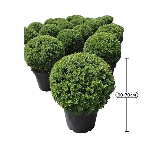 Ilex crenata 'Maxima'