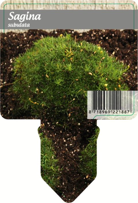 Sagina subulata