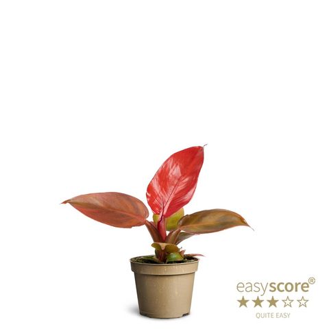 Filodendro 'Red Sun'