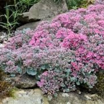Sedum cyaneum 'Sachalin'