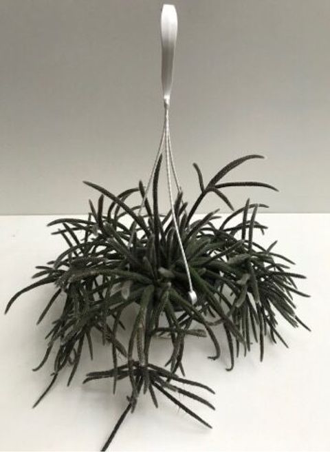 Rhipsalis 'Compacta'