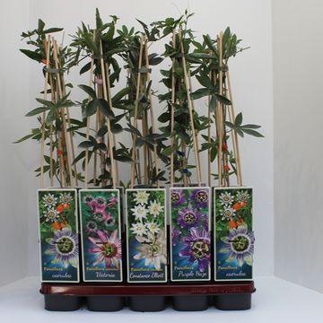 Passiflora MIX