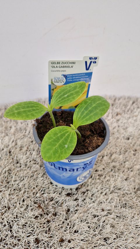 Cucurbita pepo 'Ola Gabriella'