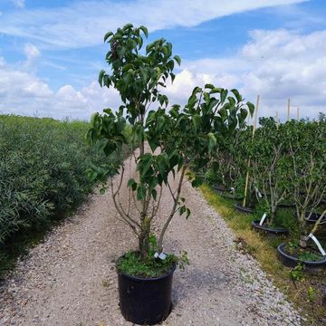 Syringa vulgaris 'Mme Lemoine'