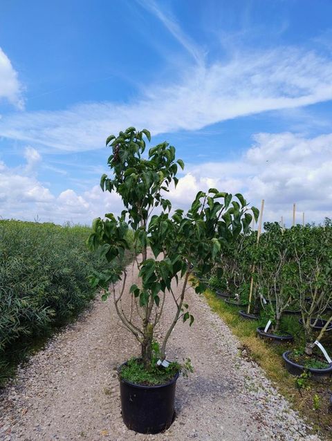 Syringa vulgaris 'Mme Lemoine'