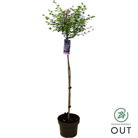 Syringa meyeri 'Palibin'