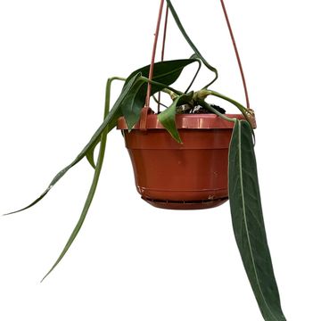 Anthurium pallidiflorum