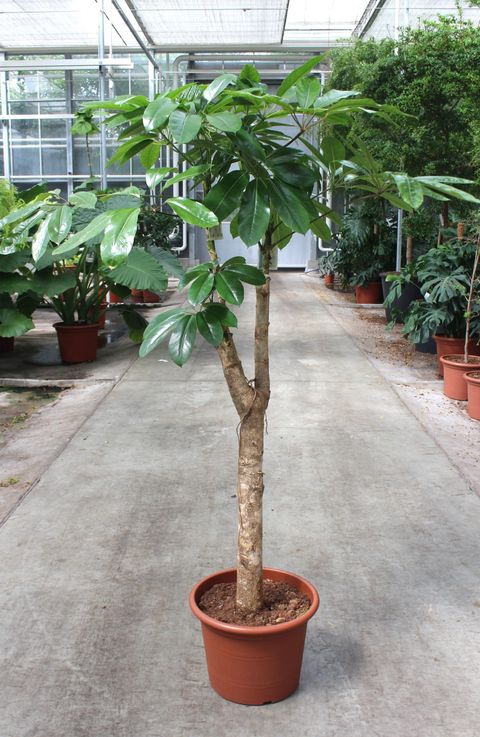 Schefflera actinophylla 'Amate'