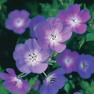 Geranium ROZANNE