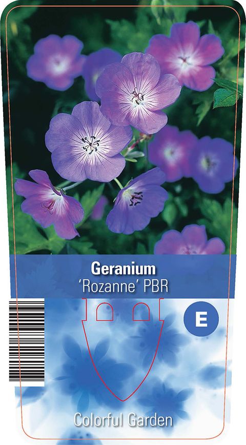 Geranium ROZANNE