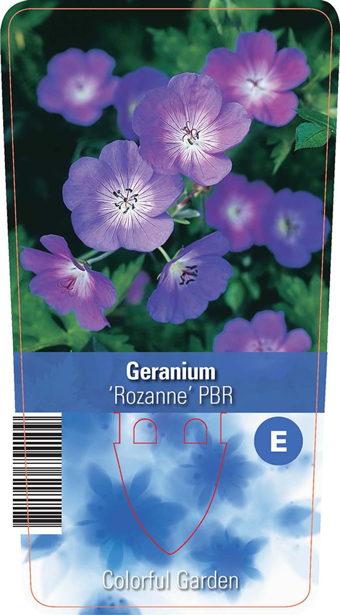 Geranium ROZANNE — Plant Wholesale FlorAccess
