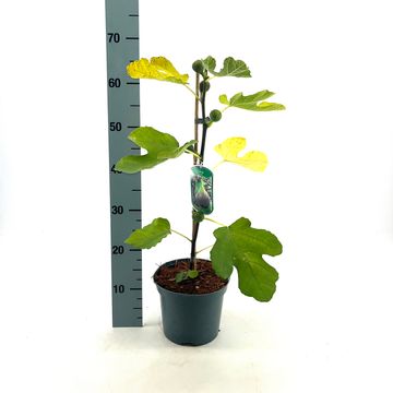 Ficus carica 'Brown Turkey'