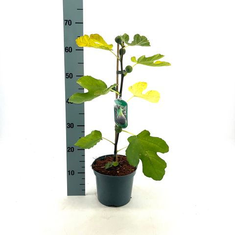 Ficus carica 'Brown Turkey'