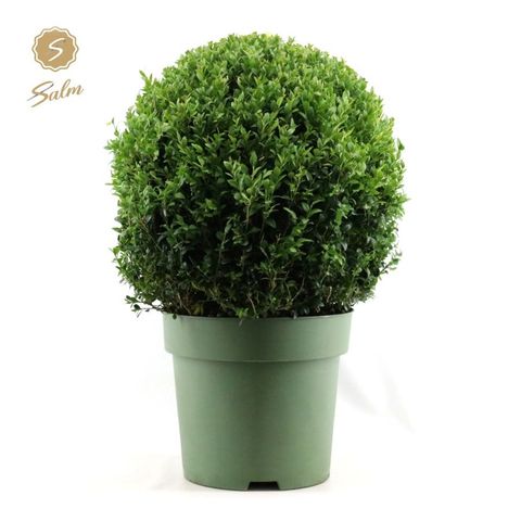 Buxus sempervirens