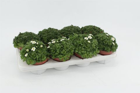 Saxifraga MIX