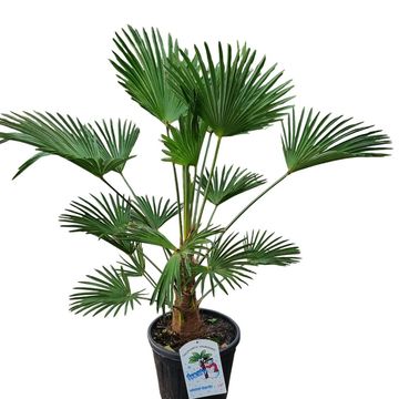 Trachycarpus wagnerianus