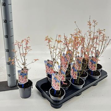 Acer palmatum 'Iyoshi'