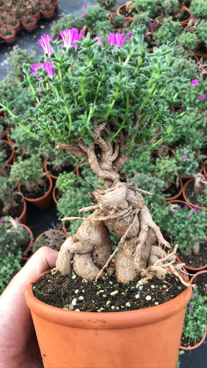 SUNNYPLANTS Trichodiadema Densum  Bewurzelte Caudex Sukkulente, Bonsai  Pflanze, Mesembs