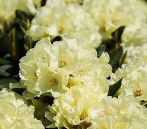 Rhododendron DUFTHECKE GELB