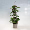 Hoya australis