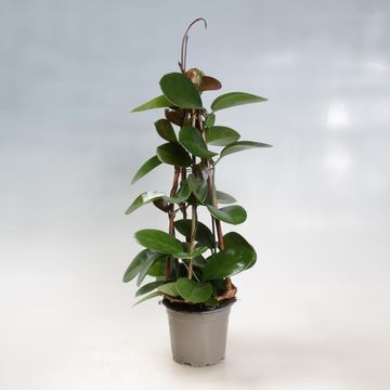 Hoya australis