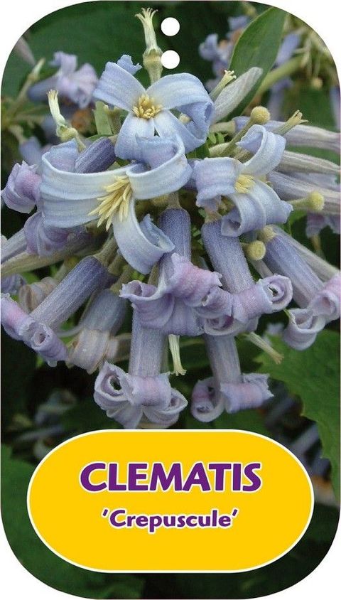 Clematis x bonstedtii 'Crépuscule'