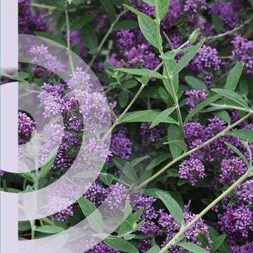Buddleja alternifolia UNIQUE