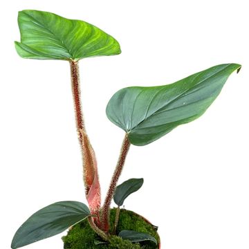 Філодендрон serpens