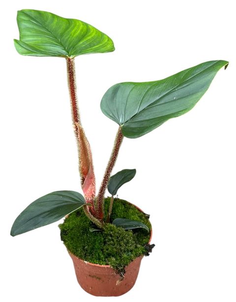 Philodendron serpens