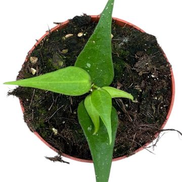 Hoya polyneura Vietnam