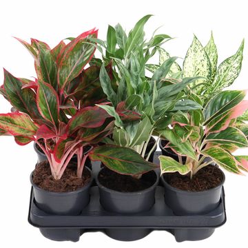 Aglaonema MIX