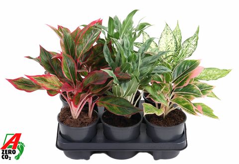 Aglaonema MIX