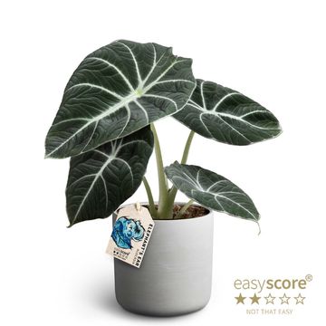 Alocasie 'Black Velvet'