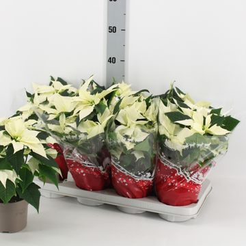 Euphorbia pulcherrima ALASKA