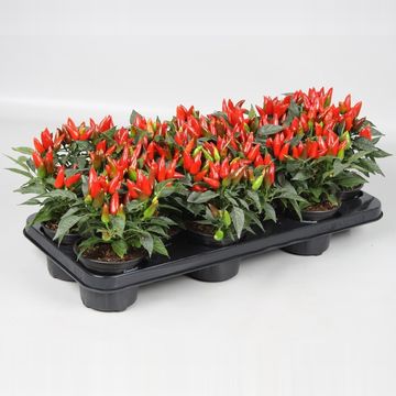 Capsicum annuum 'Salsa Red'