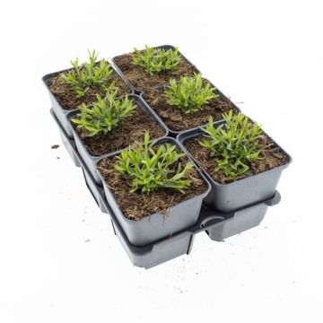 Dianthus deltoides 'Albiflorus'
