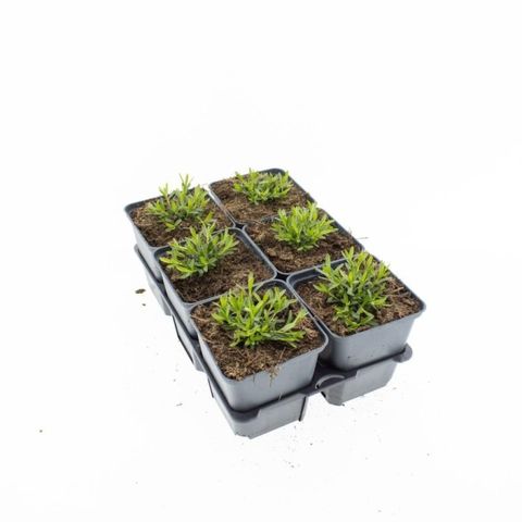 Диантус deltoides 'Albiflorus'
