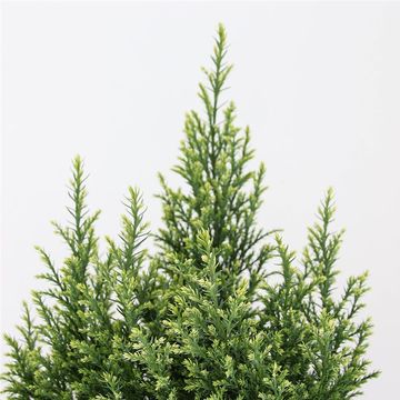 Chamaecyparis lawsoniana 'Snow White'