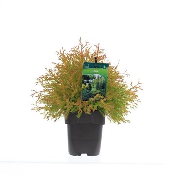 Thuja occidentalis FIRE CHIEF