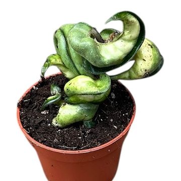 Hoya carnosa 'Compacta Mauna Loa'